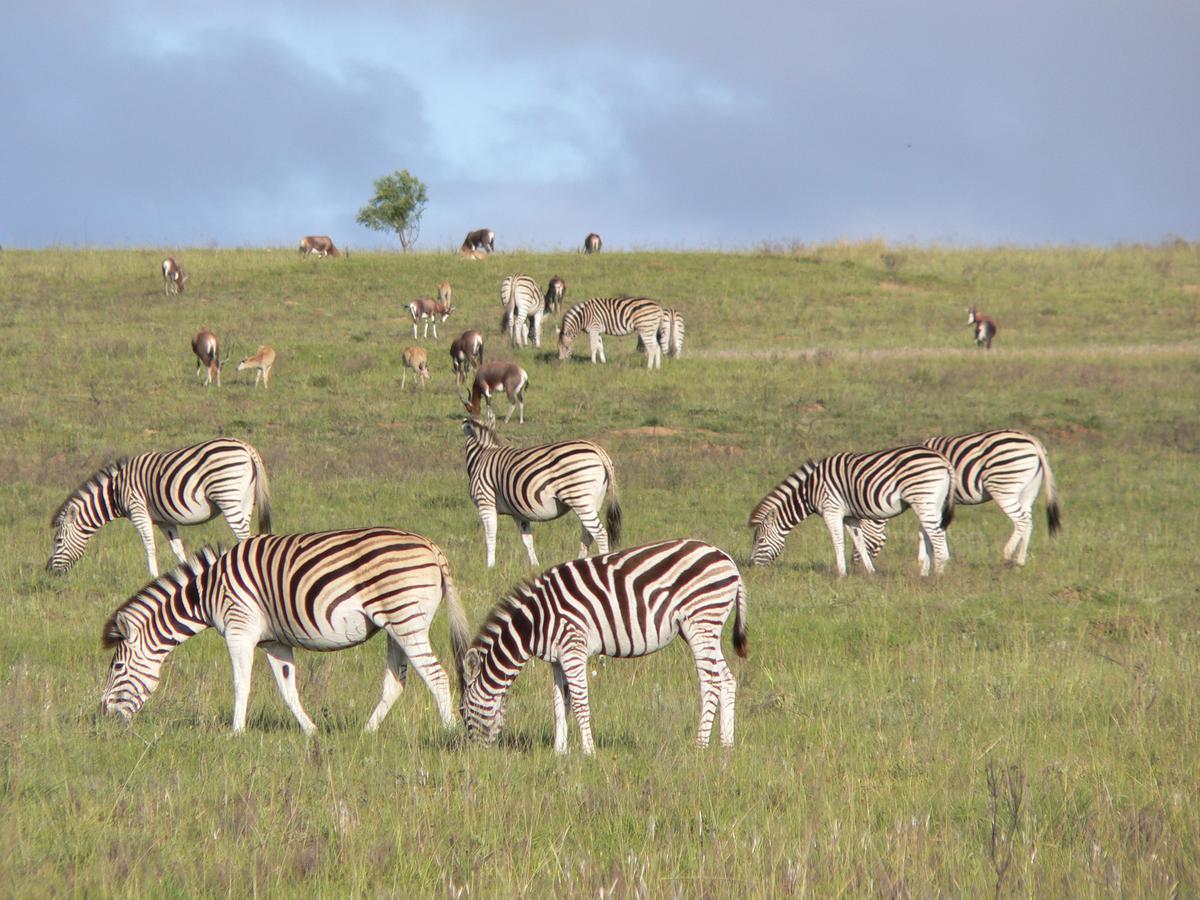 Lalibela Game Reserve Mark'S Camp Ґрейамстаун Екстер'єр фото