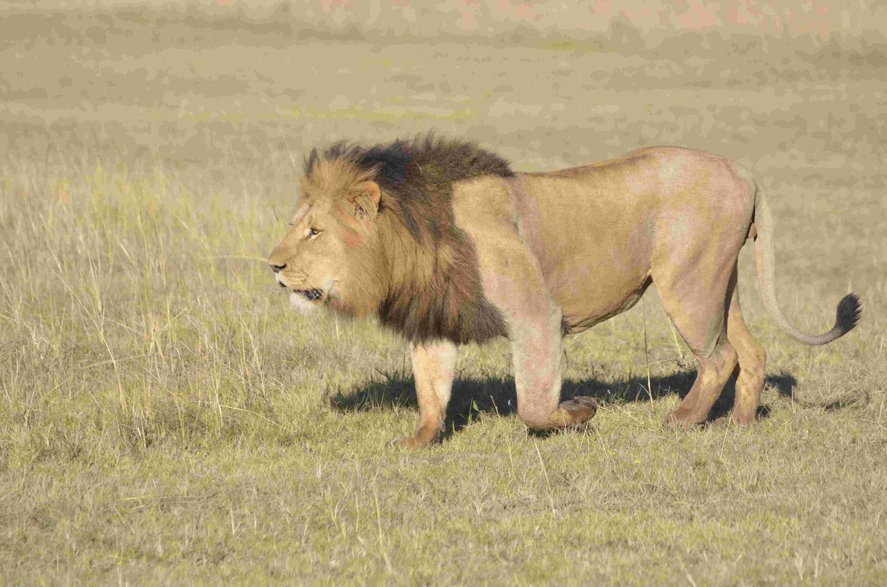 Lalibela Game Reserve Mark'S Camp Ґрейамстаун Екстер'єр фото
