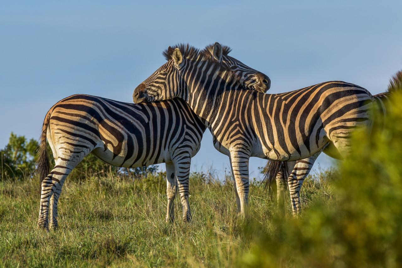 Lalibela Game Reserve Mark'S Camp Ґрейамстаун Екстер'єр фото