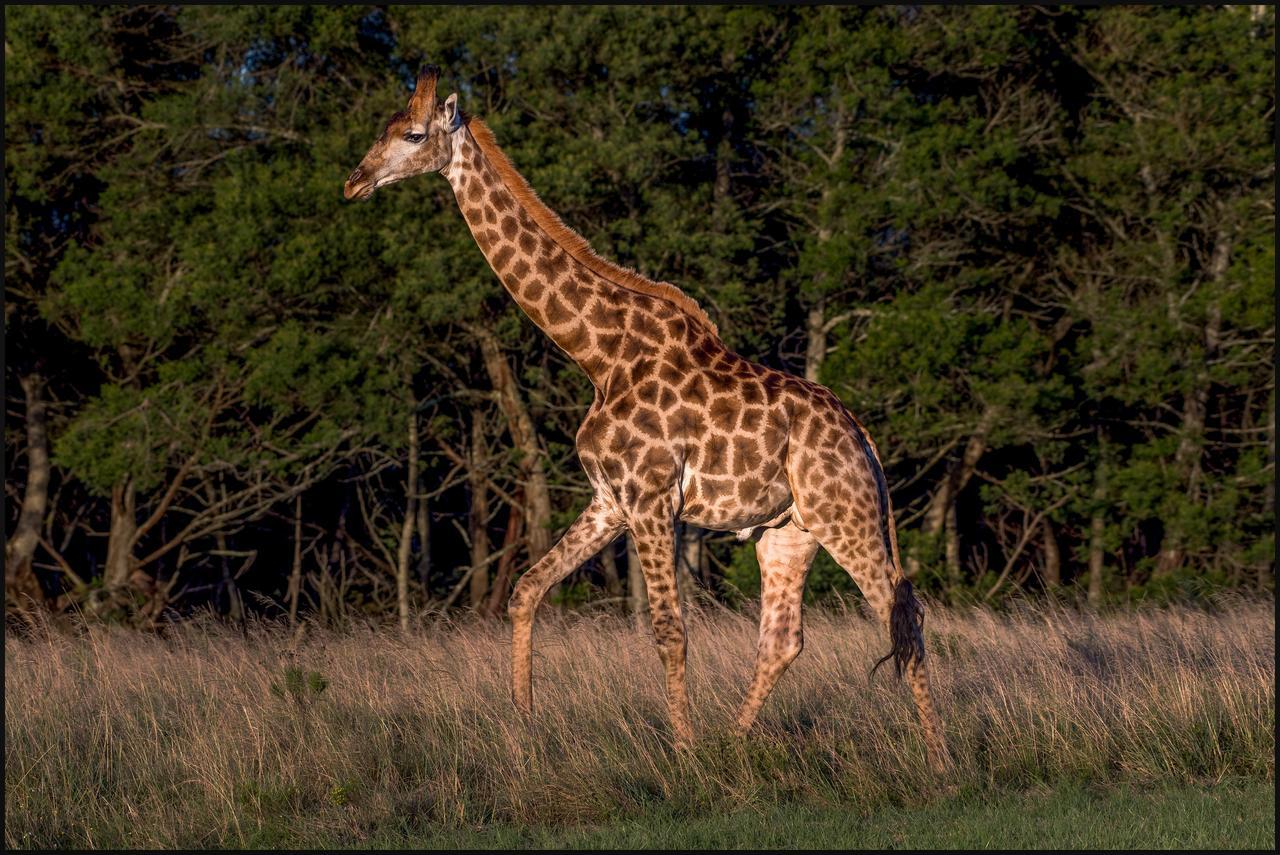 Lalibela Game Reserve Mark'S Camp Ґрейамстаун Екстер'єр фото