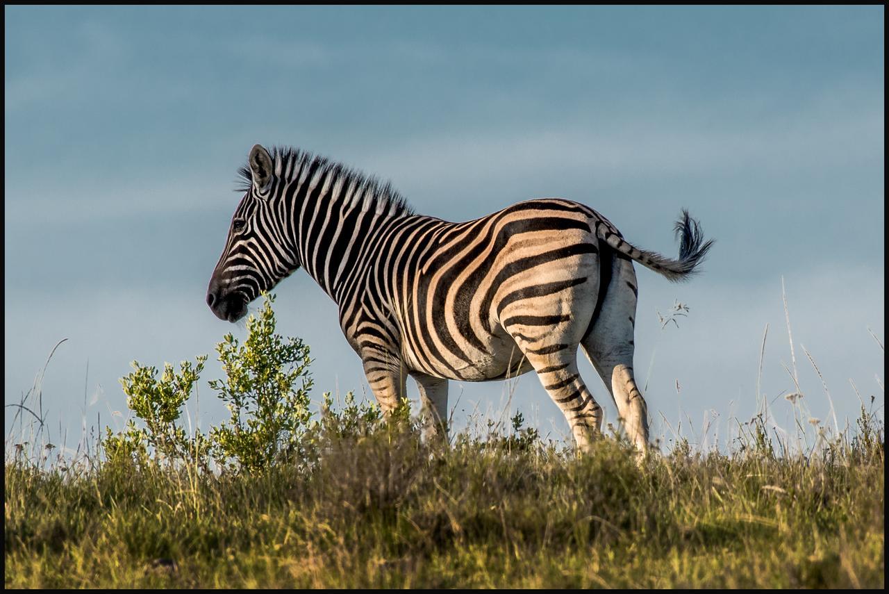 Lalibela Game Reserve Mark'S Camp Ґрейамстаун Екстер'єр фото