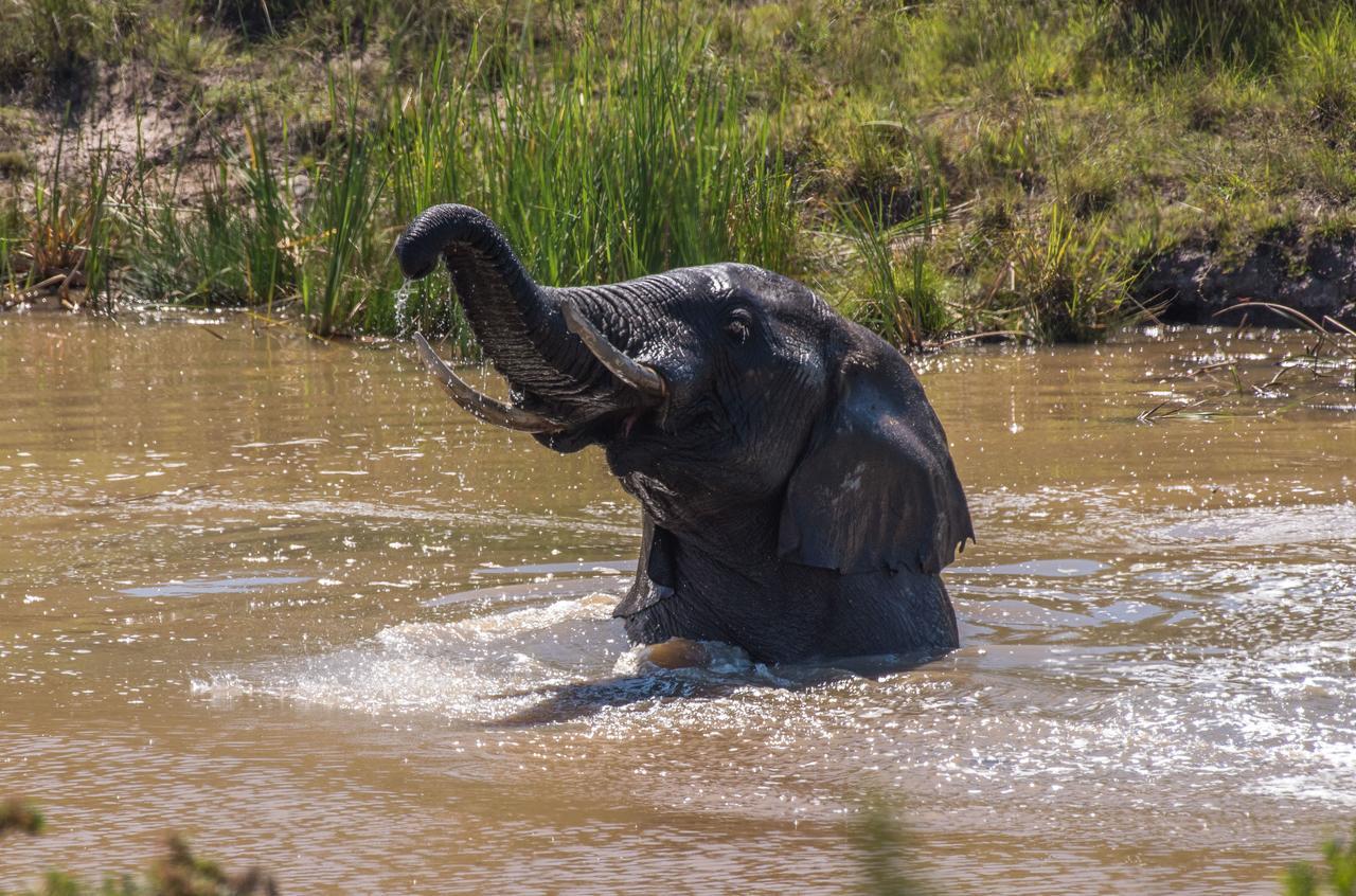 Lalibela Game Reserve Mark'S Camp Ґрейамстаун Екстер'єр фото