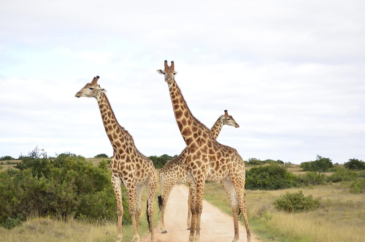 Lalibela Game Reserve Mark'S Camp Ґрейамстаун Екстер'єр фото