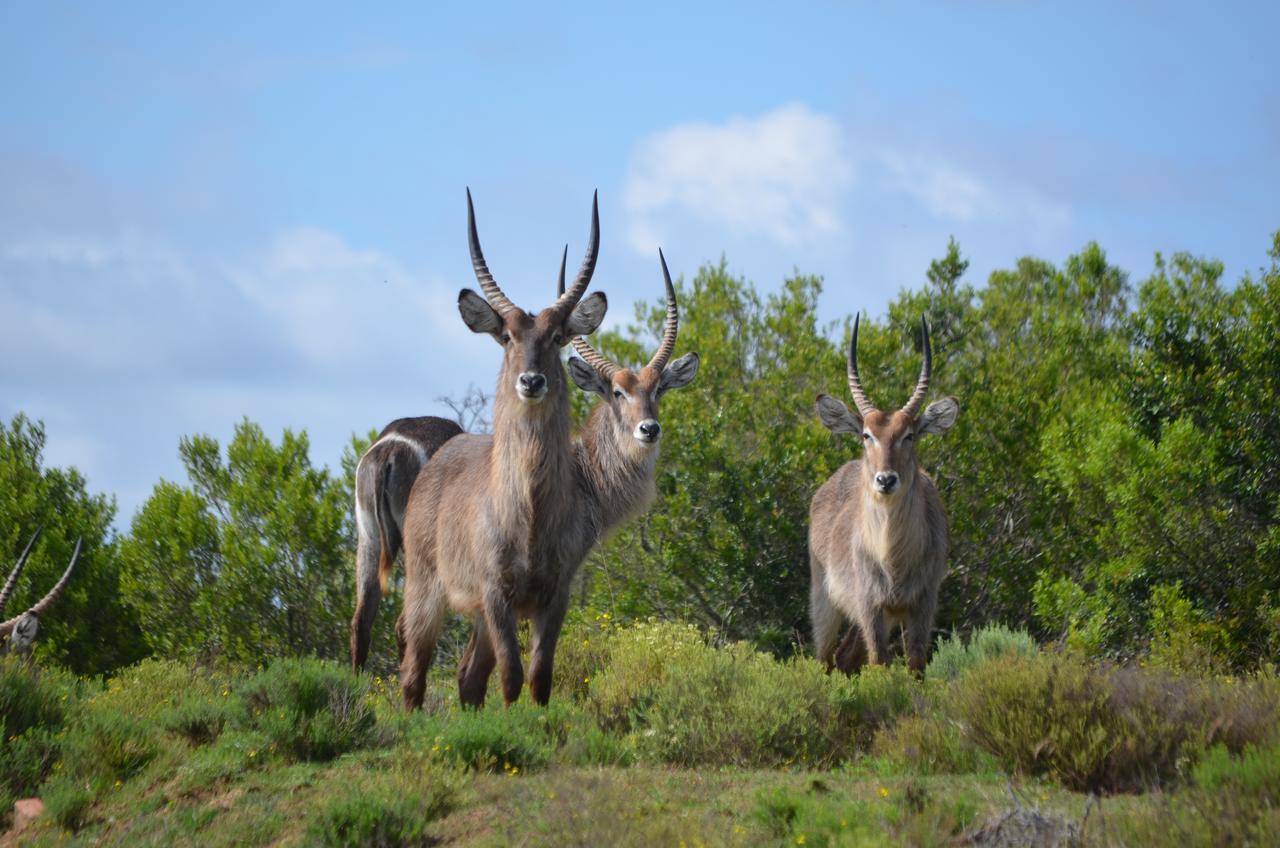 Lalibela Game Reserve Mark'S Camp Ґрейамстаун Екстер'єр фото