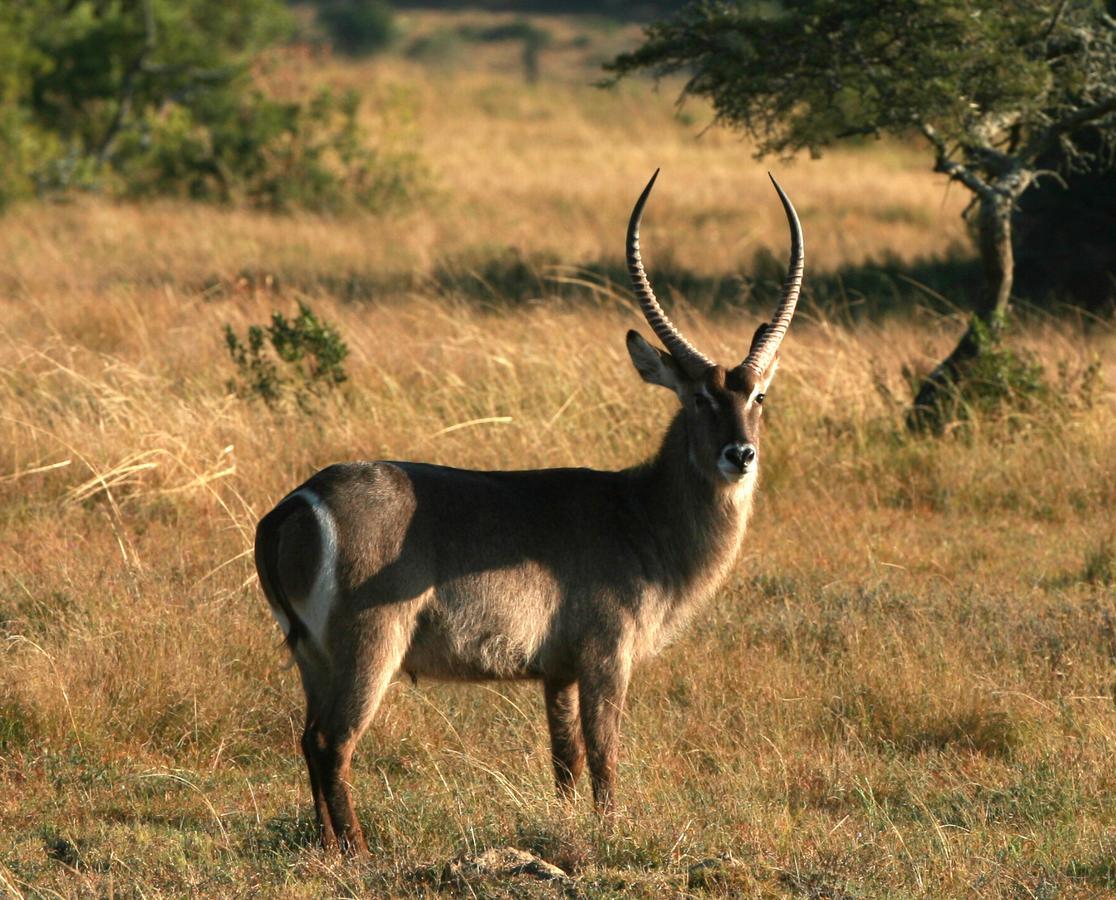 Lalibela Game Reserve Mark'S Camp Ґрейамстаун Екстер'єр фото